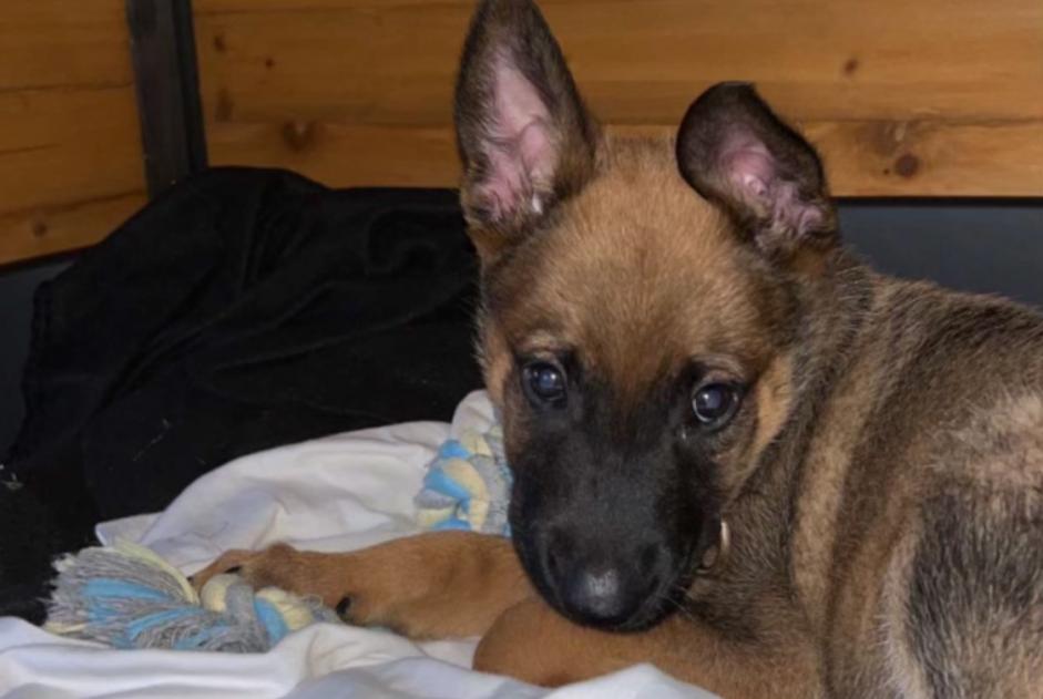 Avviso scomparsa Cane  Maschio , 0 anni Vay Francia