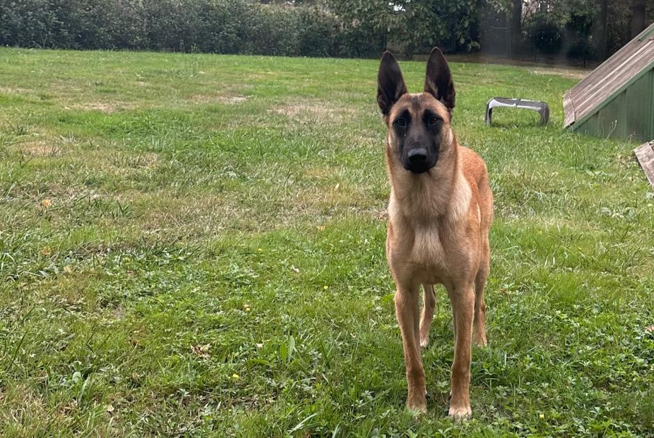 Avviso Ritrovamento Cane  Femmina Carquefou Francia