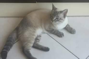 Avviso scomparsa Gatto incrocio di razze Femmina , 3 anni Les Sorinières Francia