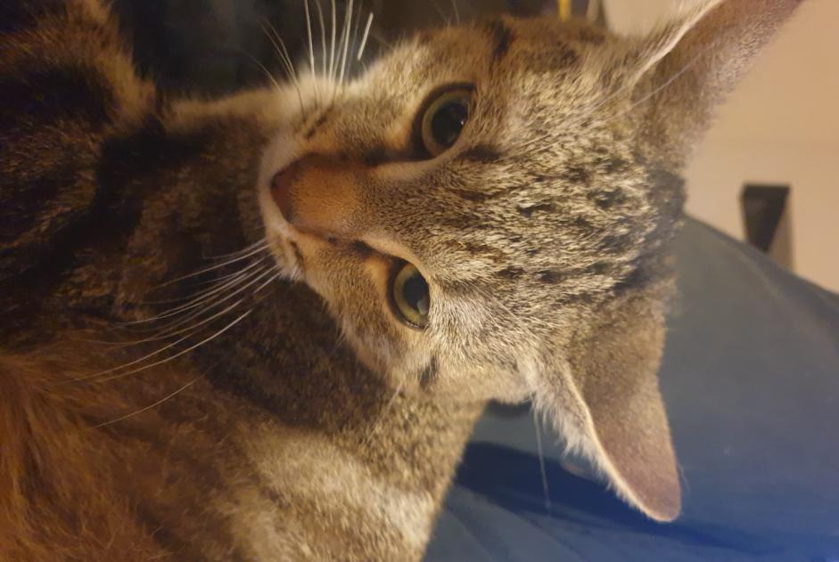 Avviso scomparsa Gatto  Maschio , 1 anni Saint-Brevin-les-Pins Francia