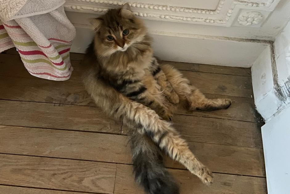 Avviso scomparsa Gatto incrocio di razze Femmina , 3 anni Nantes Francia