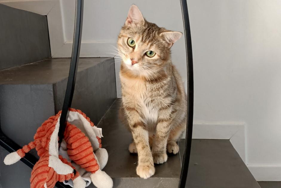 Avviso scomparsa Gatto Femmina , 1 anni Sainte-Luce-sur-Loire Francia
