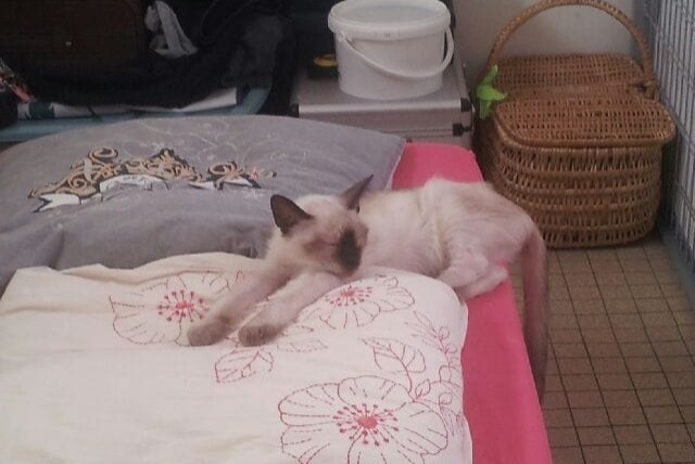 Avviso scomparsa Gatto  Femmina , 11 anni La Chapelle-Heulin Francia
