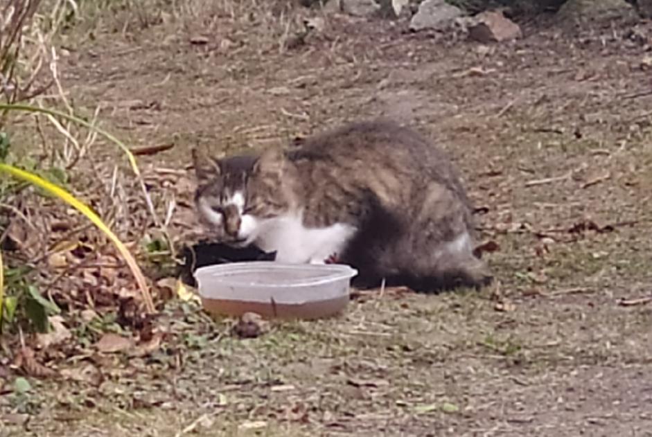 Avviso Ritrovamento Gatto Non conosciuta Saint-Lyphard Francia