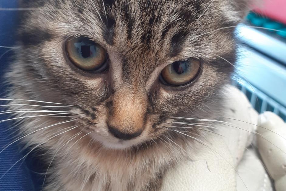 Avviso Ritrovamento Gatto incrocio di razze Femmina Vallet Francia
