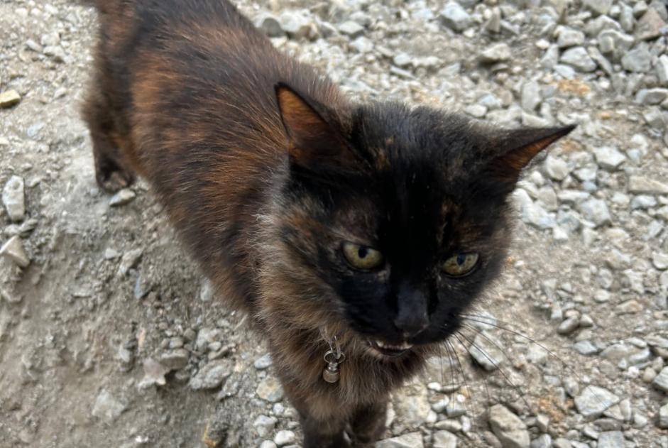 Avviso Ritrovamento Gatto Non conosciuta Sucé-sur-Erdre Francia
