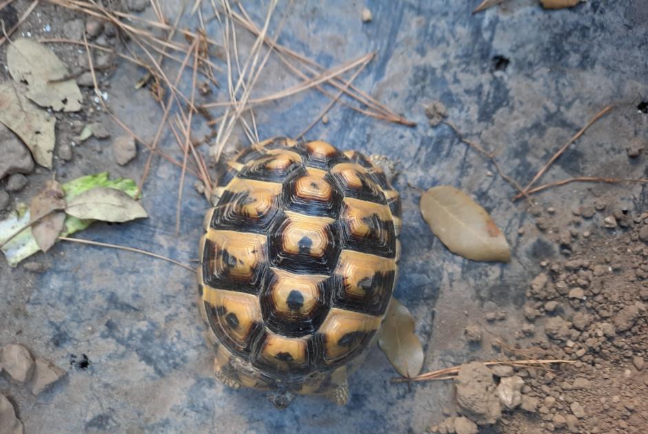 Avviso Ritrovamento Tartaruga Non conosciuta Mesquer Francia