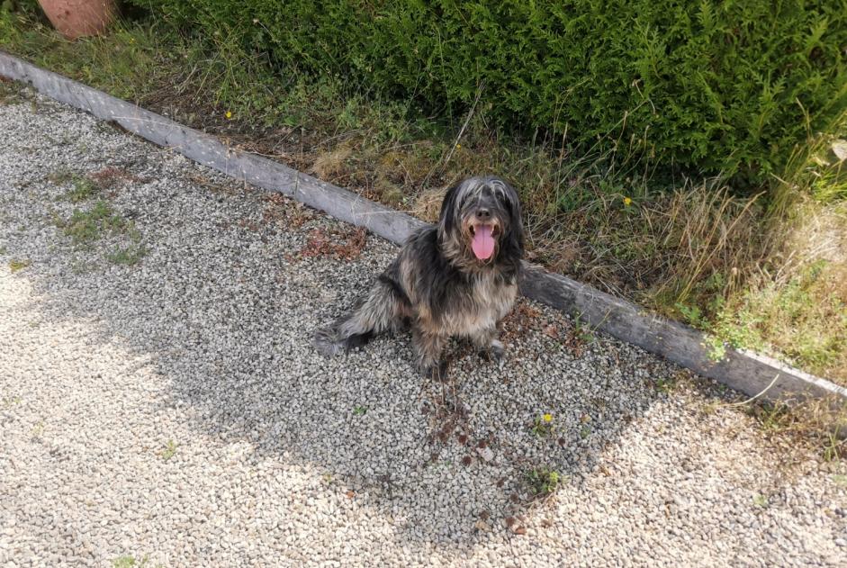 Ontdekkingsalarm Hond  Vrouwtje Treillières Frankrijk