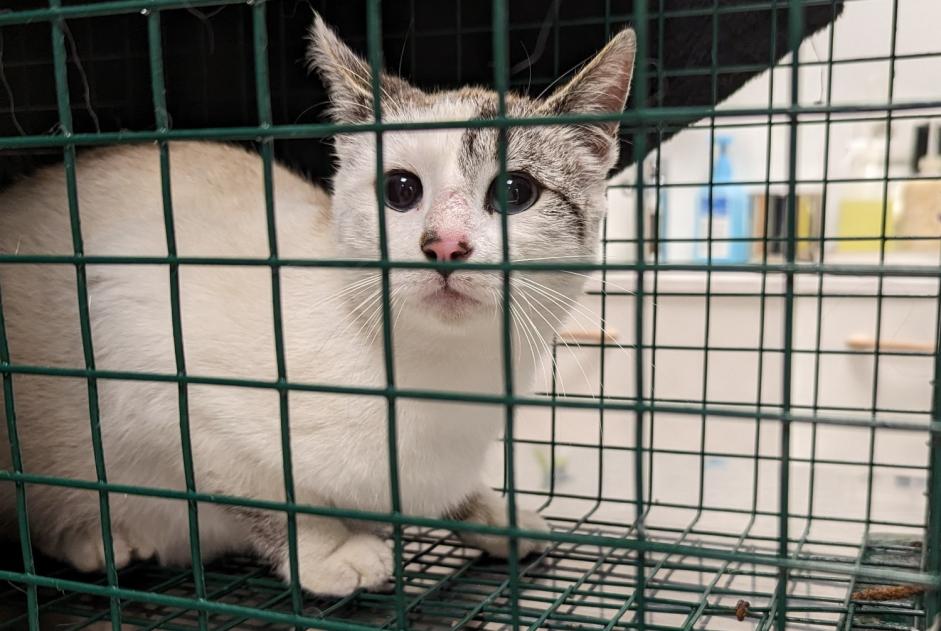 Ontdekkingsalarm Kat rassenvermenging Onbekend , Tussen 4 en 6 maanden Orvault Frankrijk